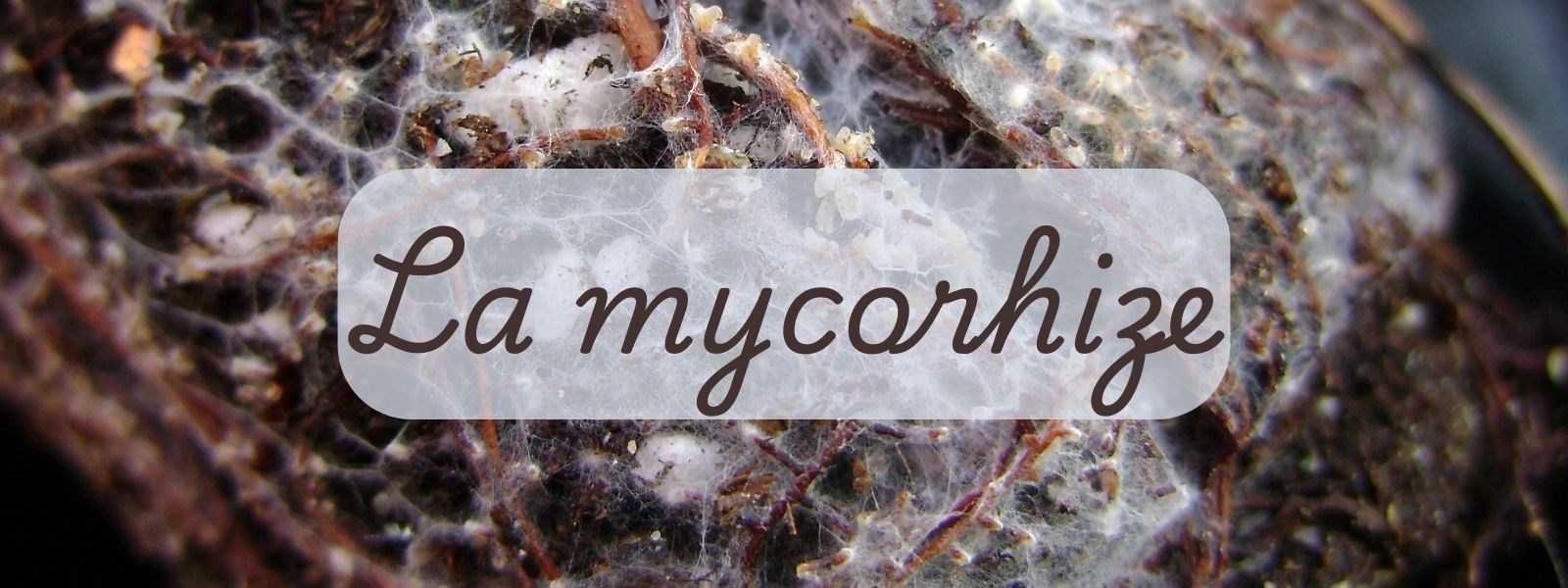 La mycorhize
